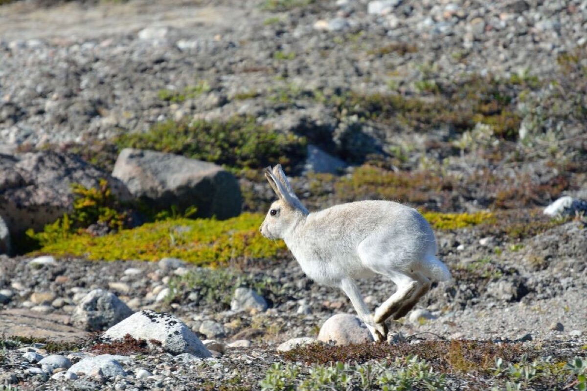 greenland what s the fuss why you should visit